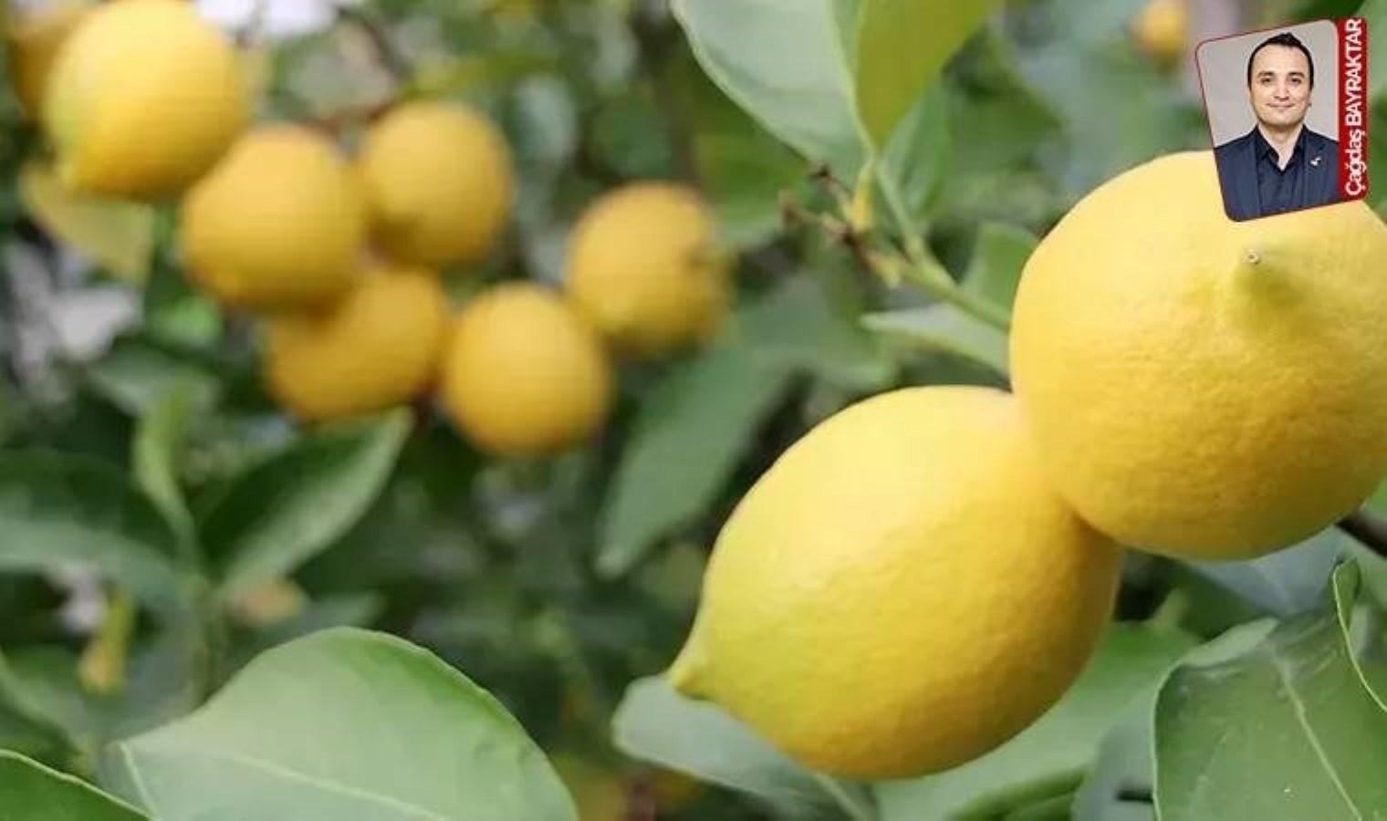 limonda-fiyat-dengesizlikleriyle-gelen-ihracati-kisitlama-karari-iki-gun-dayandi-yasak-degil-destek-gerek-IOaUAbCx.jpg