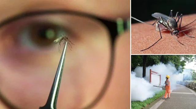 chikungunya salgini yayildi cinde halk sagligi acil durumu ilan edildi S6m1egpM