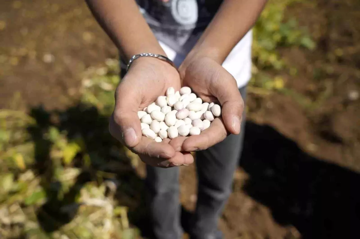 kelkit seker fasulyesi hasadi basladi T9XvKp63