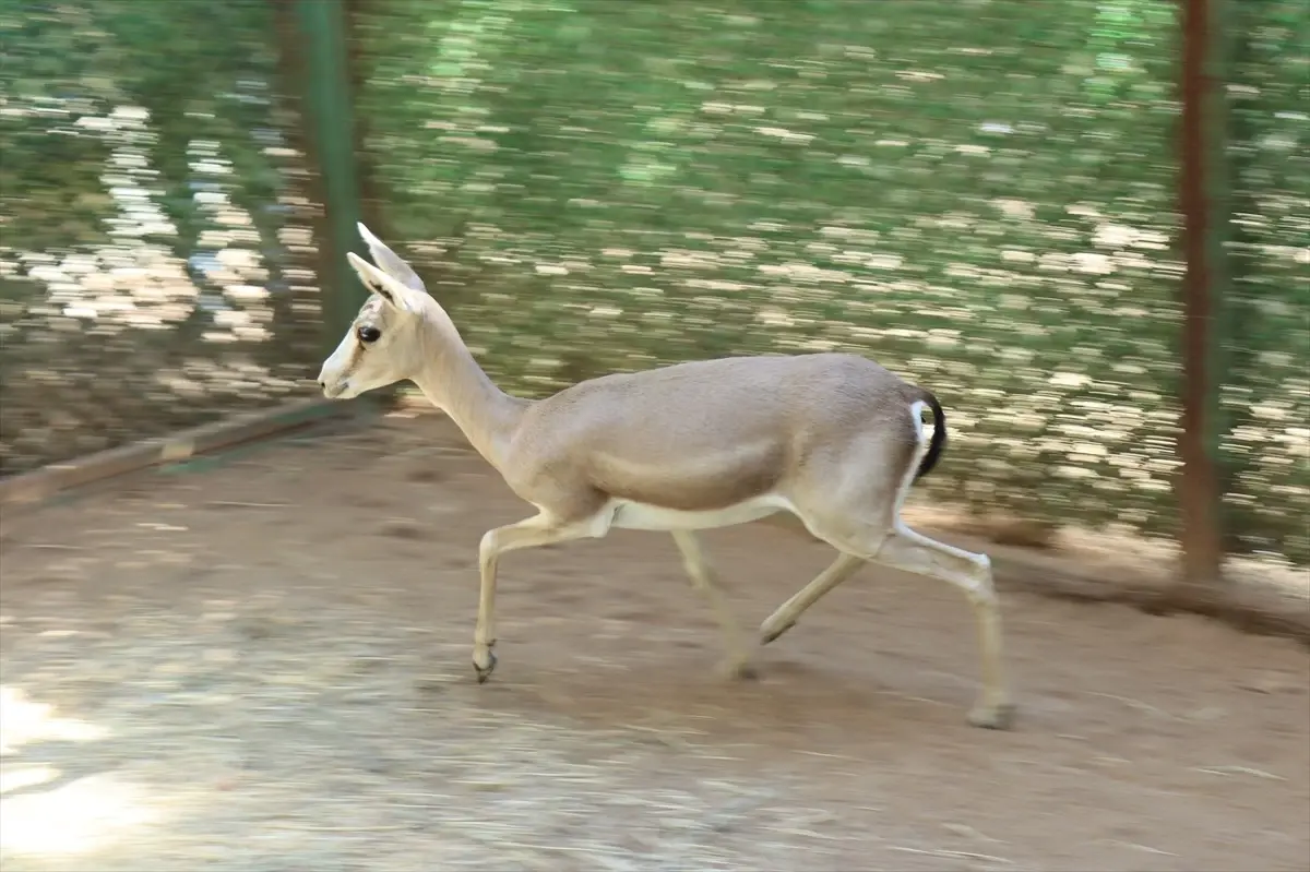 yarali ceylan dogaya donuyor lWkhfgEf