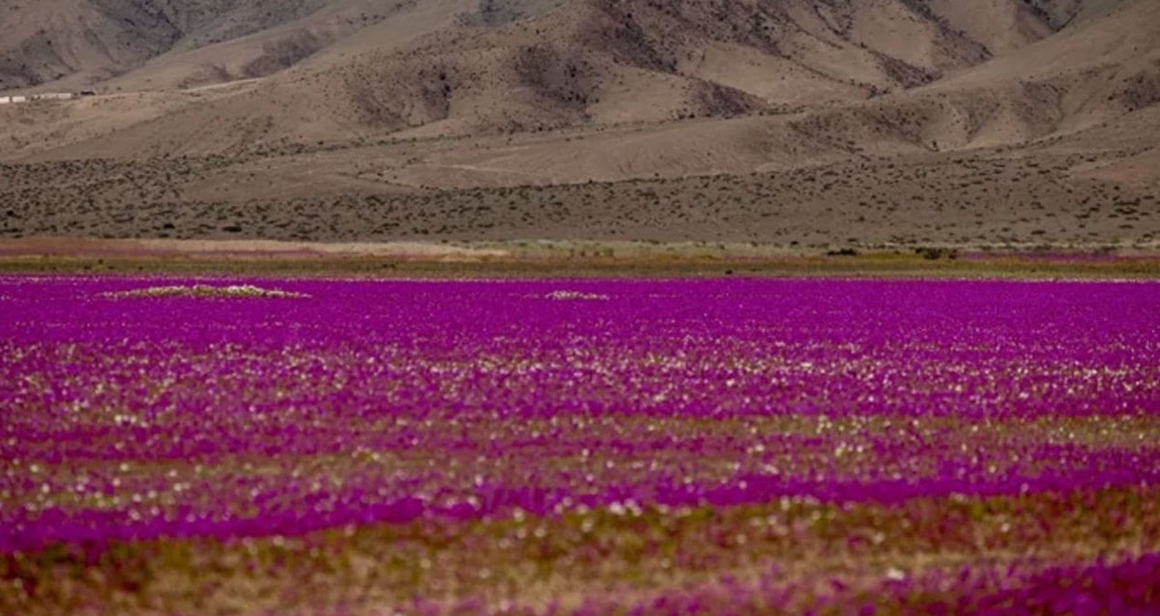 dunyanin en kurak colu cicek tarlasina dondu gormek icin akin ettiler reZXu5fq