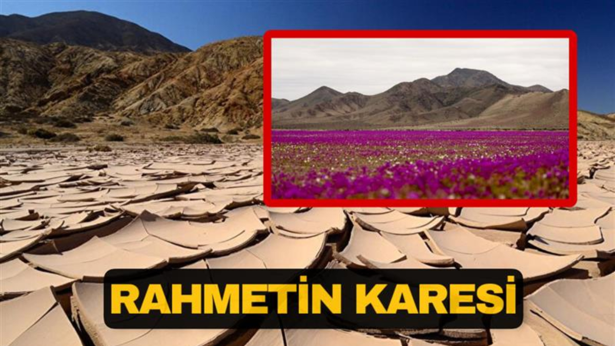 dunyanin en kurak coluydu ciceklere burundu iste son hali iDthwrxg