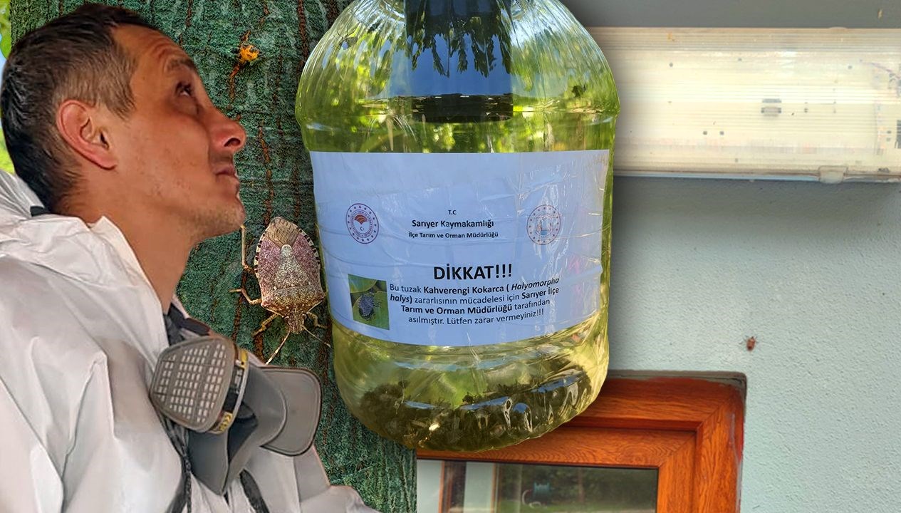 istanbulda yayilmaya basladi yetkililer harekete gecti 10 binari dogaya salindi 4qCHxChS.jpg