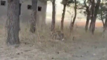 karsta tilkiler yerlesim yerlerinde cirit atiyor H8ukSuU1