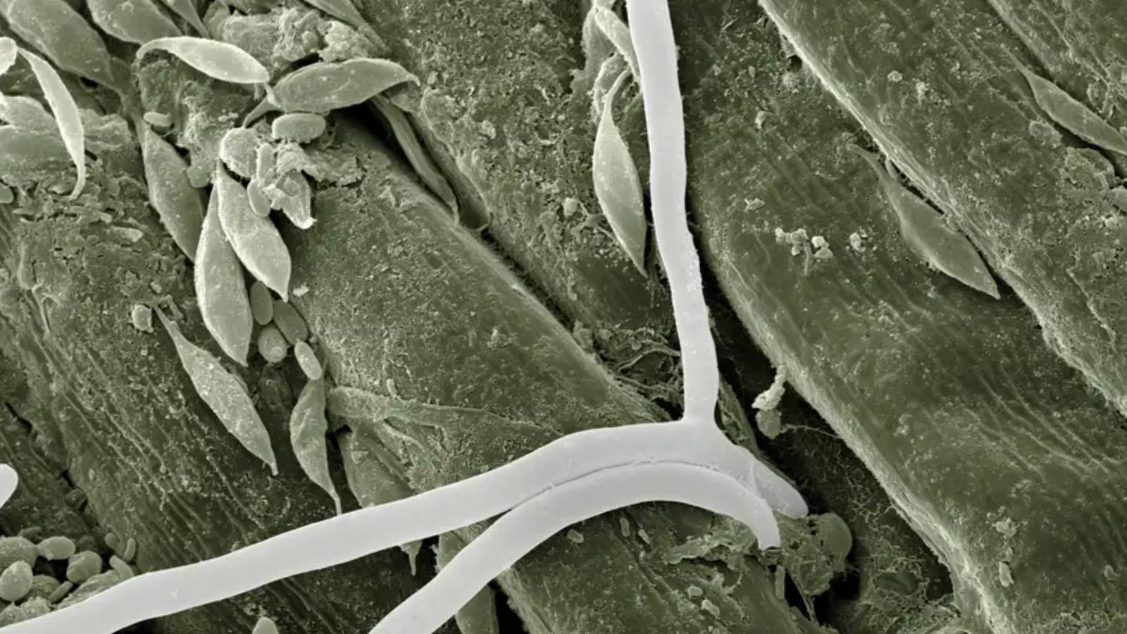 yapay zeka biyoteknolojiyi nasil terore donusturuyor FCmiKnvE.jpg