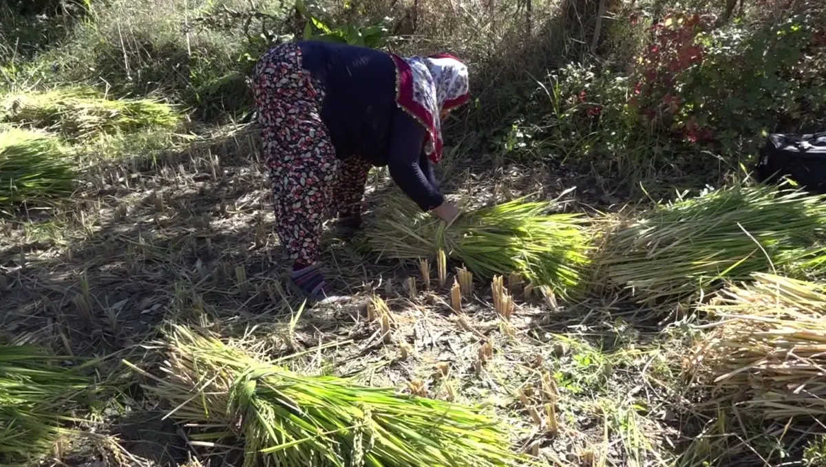 yusufelinde geleneksel celtik hasadi h4SKupYS.jpg